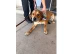 Adopt Choctaw a Labrador Retriever, Shepherd