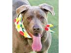 Adopt Duke a Labrador Retriever, Mastiff