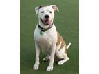 Adopt Cesar a Pit Bull Terrier, Mixed Breed