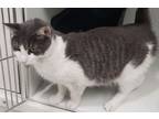 Adopt Chopsticks a Domestic Short Hair
