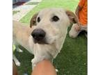 Adopt Taz a Yellow Labrador Retriever
