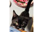 Adopt Kyland a Domestic Medium Hair