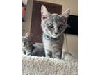 Adopt Chimi a Domestic Short Hair