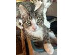 Adopt Simon a Domestic Short Hair