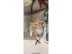 Adopt Roman a Domestic Short Hair
