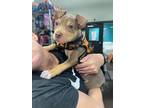 Adopt Donut a Terrier