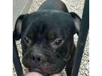 Adopt Berry F NV a Mixed Breed