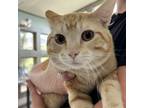 Adopt Cheddar a American Shorthair