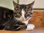 Adopt Ambrose a Domestic Short Hair
