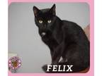 Adopt Felix a Domestic Short Hair