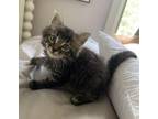 Adopt Blair a Domestic Long Hair