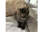 Adopt Boba a Domestic Long Hair