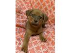 Adopt Jam a Mixed Breed, Beagle