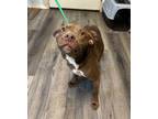 Adopt River a Mixed Breed