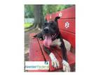 Adopt Caesar a Mixed Breed