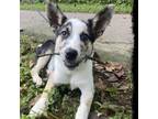 Adopt Zach a Australian Cattle Dog / Blue Heeler, Australian Shepherd