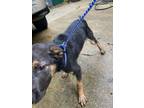 Adopt T748 a German Shepherd Dog