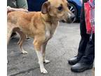 Adopt T805 a Mountain Cur