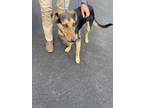 Adopt T746 a German Shepherd Dog, Doberman Pinscher