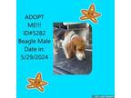 Adopt T687 a Beagle