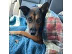 Adopt Porkchop a German Shepherd Dog