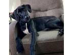 Adopt Snoop aka Scoob a Labrador Retriever