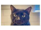 Adopt Spencer a Domestic Short Hair