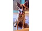 Dog for adoption - Sushi, a Husky & Australian Shepherd Mix