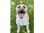 Dog for adoption - Everest, an Anatolian Shepherd Mix