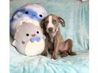 Dog for adoption - Tarte the pocket bully baby, an American Bully & Pit Bull
