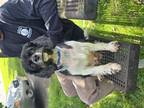 Dog for adoption - Bella, a Cavalier King Charles Spaniel