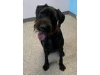 Dog for adoption - Ruthie, a Schnauzer Mix