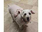 Dog for adoption - Bo Peep, a Poodle