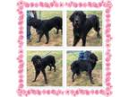 Dog for adoption - IRIS, a Setter Mix