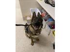 Dog for adoption - Maximus, a German Shepherd Dog