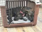 Dog for adoption - Sallyy, a Scottish Deerhound Mix