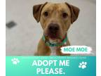 Dog for adoption - Moe Moe, a Labrador Retriever Mix