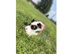 Dog for adoption - Reggie, an American Staffordshire Terrier
