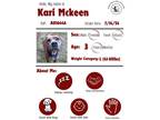 Dog for adoption - Kari McKeen, a Pit Bull Terrier