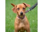 Dog for adoption - AUGGIE, a Dachshund Mix
