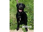 Dog for adoption - Willow, a Labrador Retriever