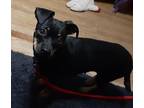 Dog for adoption - Tina, a Dachshund & Pug Mix