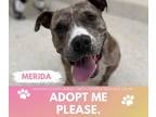 Dog for adoption - Merida, a Pit Bull Terrier