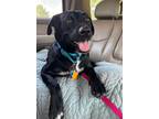Dog for adoption - Rose, a Black Labrador Retriever