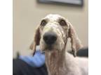 Dog for adoption - Mika, a Goldendoodle & Labradoodle Mix