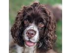 Dog for adoption - Sophie, a Cocker Spaniel