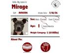 Dog for adoption - Mirage, a Pit Bull Terrier