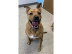 Dog for adoption - Lady, a Shepherd & Boxer Mix