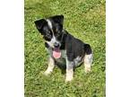 Dog for adoption - Sky, an Australian Cattle Dog / Blue Heeler Mix