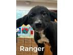 Dog for adoption - Ranger, a Labrador Retriever Mix